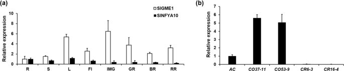 Fig. 5: Relative expression of SlGME1 and SlNFYA10 in tomato.