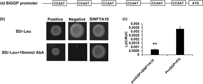 Fig. 7: SlNFYA10 binding to the SlGGP1 promoter.