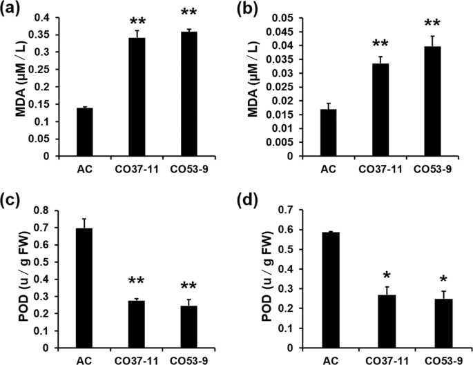 Fig. 9: Antioxidant capacity of SlNFYA10 transgenic lines.
