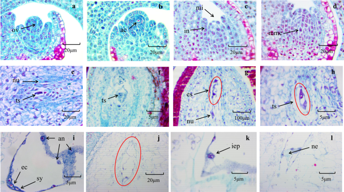 Fig. 1: Development of apomictic embryo sacs in Zanthoxylum bungeanum.