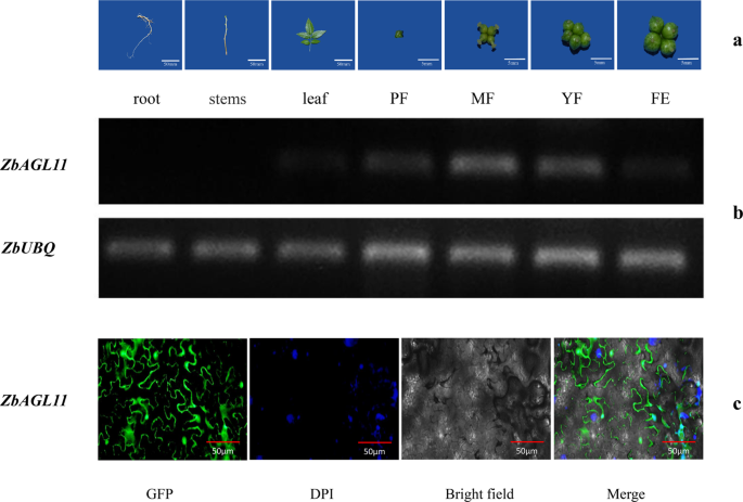 Fig. 3: Tissue-specific expression and subcellular localization of ZbAGL11.