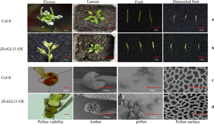Fig. 4: Phenotype and physiology in transgenic Arabidopsis.