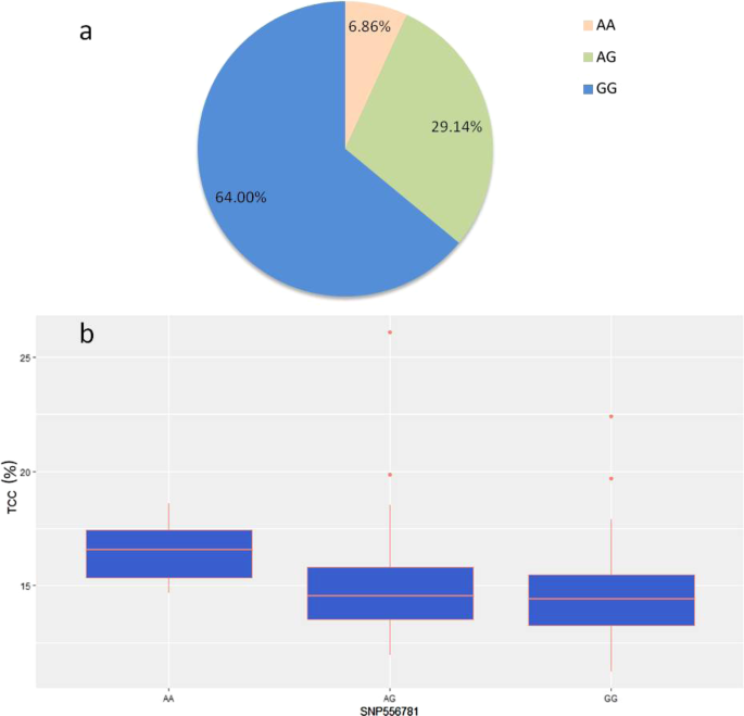 Fig. 3: Genotypes of SNP556781 in 176 accessions of tea plants.
