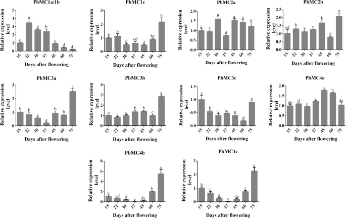 Fig. 2: Relative expression patterns of PbMCs during the development of ‘Dangshan Su’ pear.