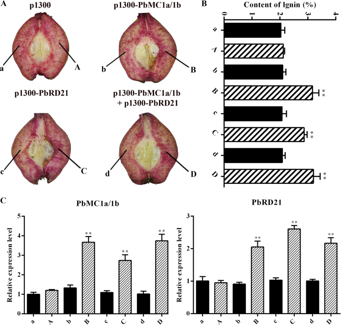 Fig. 8: Lignin contents and gene expression levels in fruit tissues infiltrated with PbMC1a/1b and PbRD21 overexpression constructs.