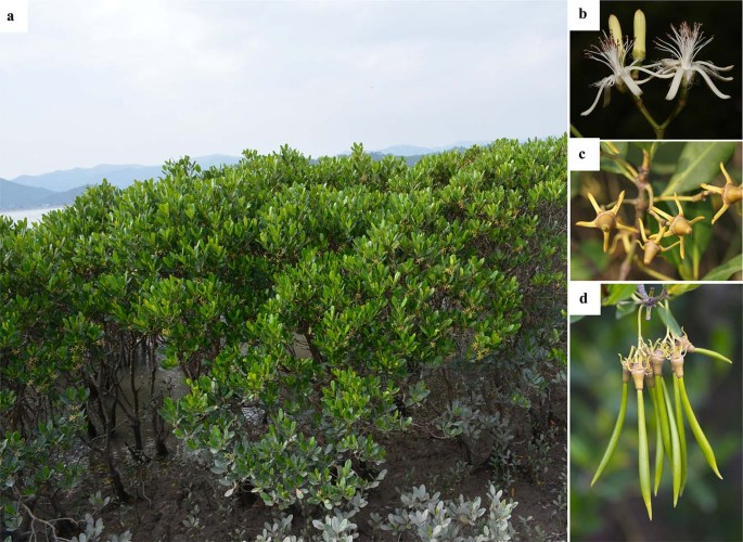 Fig. 1: Morphological features of the flower and fruit of K. obovata.