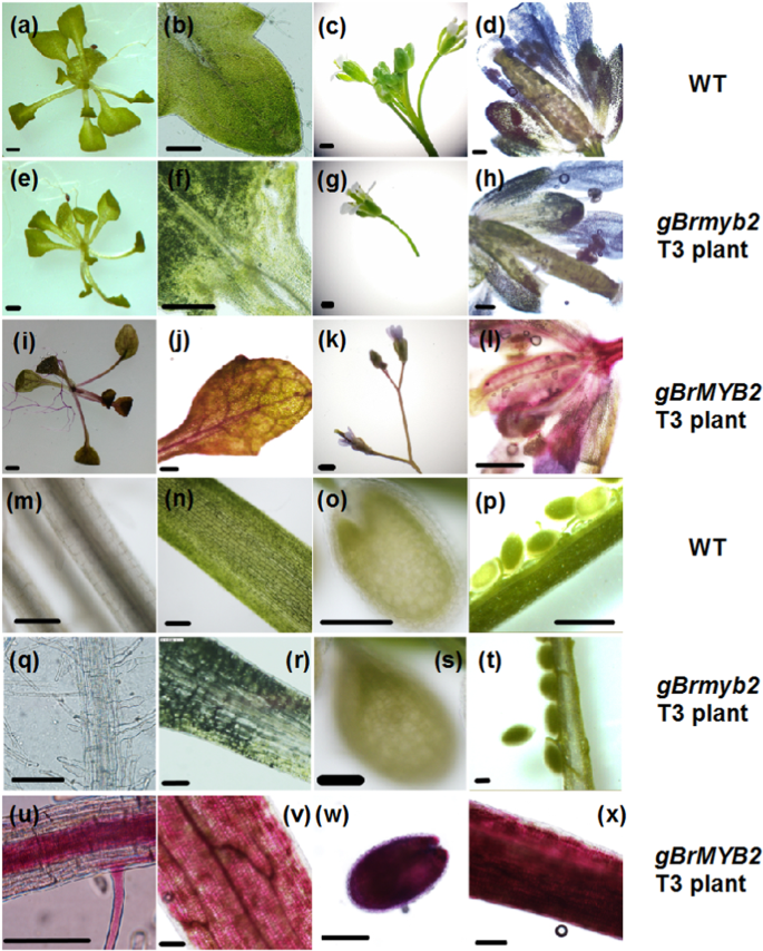 The Novel Gene Brmyb2 Located On Chromosome A07 With A Short Intron 1 Controls The Purple Head Trait Of Chinese Cabbage Brassica Rapa L Horticulture Research