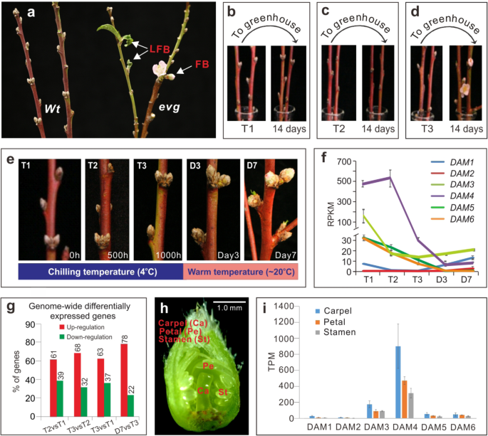 Fig. 1: Differential regulation of six DAMs by chilling in dormant peach floral buds.