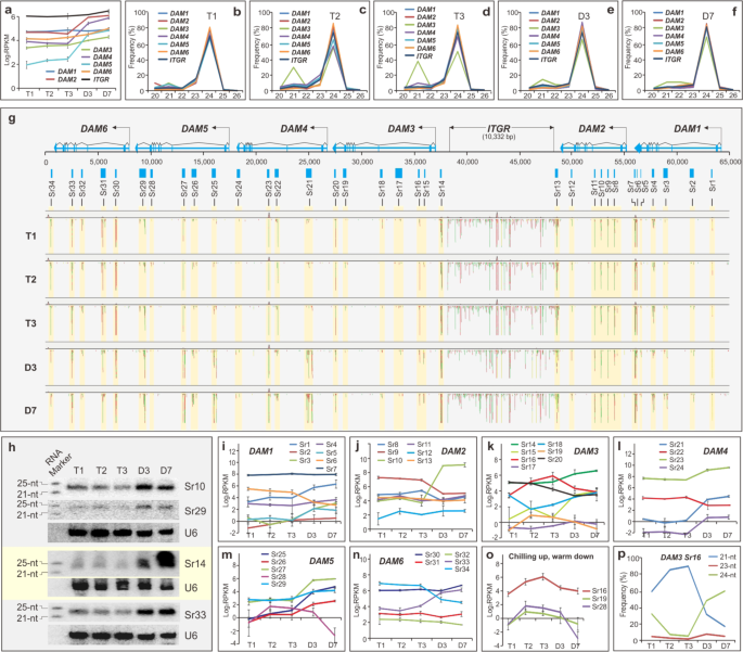 Fig. 2: sRNA production and regulation.