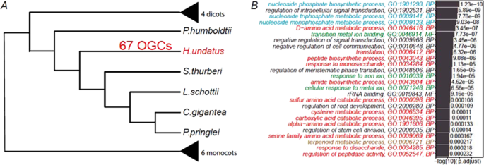 research paper on dragon fruit figure 5