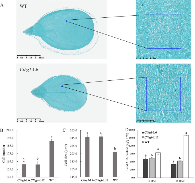 Fig. 3: The Clbg1 mutation affected seed size by decreasing cell number.