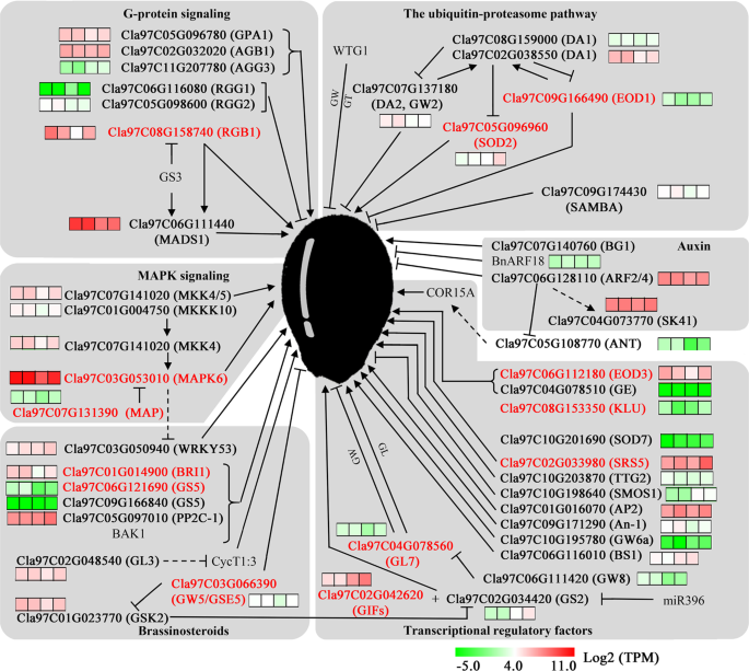 Fig. 6: The major signaling pathways of seed size control according to Li et al.7.