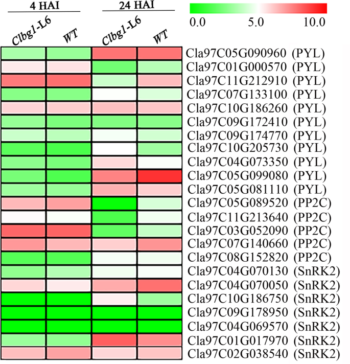 Fig. 8: Expression of ABA signaling genes in the Clbg1-L6 and WT lines 4 and 24 HAI.