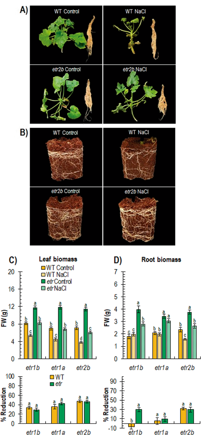Fig. 3: Effect of salt stress on the growth of WT and etr1b, etr1a, and etr2b plants grown for 20 days under control and NaCl conditions.