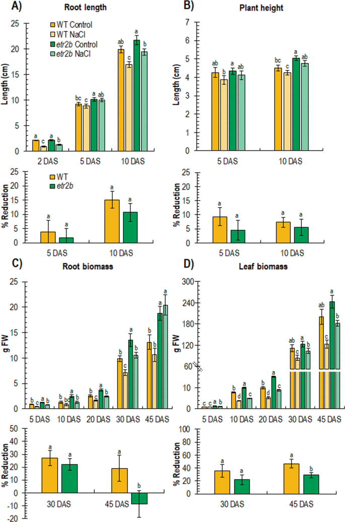 Fig. 4: Effect of salt stress on root and leaf development of WT and ethylene receptor etr2b mutant of C. pepo at different days after sowing (DAS).