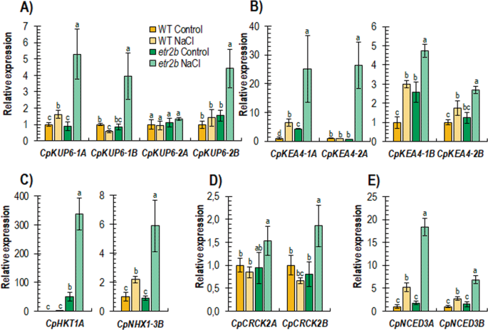 Fig. 6: Relative expression of genes encoding for ion transporters, salt stress signalling and ABA biosynthesis in leaves of WT and etr2b plants grown for 45 days under control and NaCl conditions.