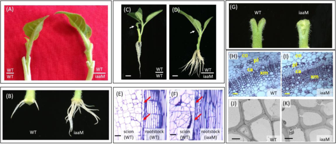 Fig. 1: The use of iaaM rootstock improves graft healing.