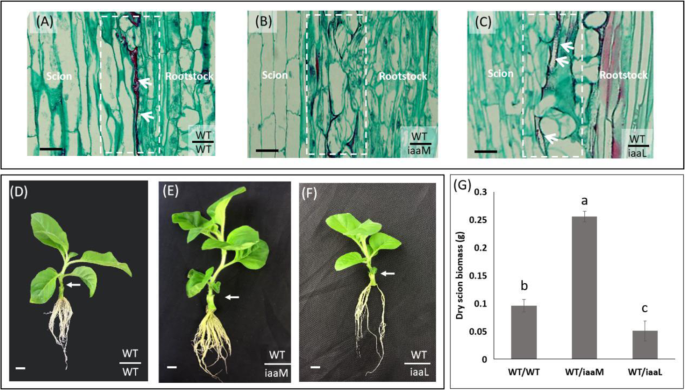 Fig. 2: The use of SAUR::iaaL (an auxin-inactivating gene strongly expressed in stem tissues) rootstocks delays graft healing.