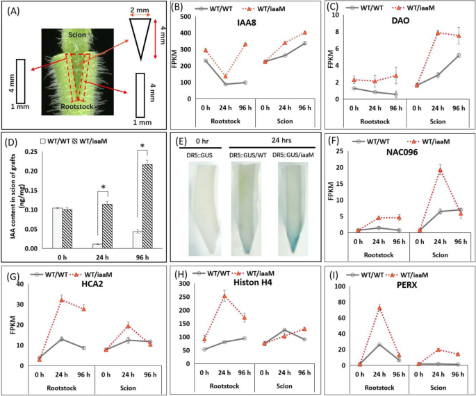 Fig. 3: The use of iaaM rootstocks results in higher auxin accumulation in scions, as indicated by increased expression of auxin-responsive genes and increased auxin concentrations.