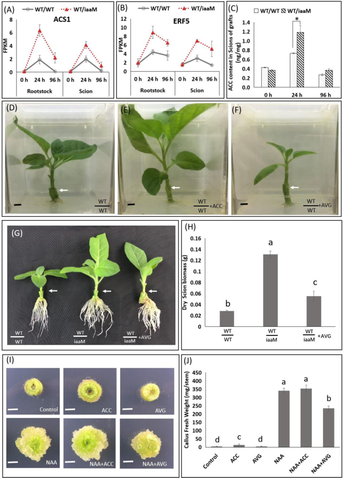 Fig. 4: Ethylene is a positive regulator of grafting.