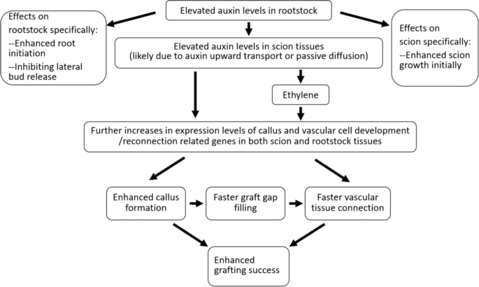 Fig. 5: A working model for the actions of auxin-enriched rootstock during grafting.