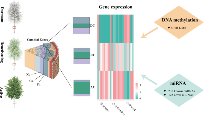 Transcriptomic and epigenomic remodeling occurs during vascular cambium  periodicity in Populus tomentosa | Horticulture Research