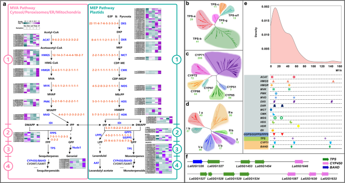 Fig. 4: Biosynthesis of volatile terpenoids in lavender.