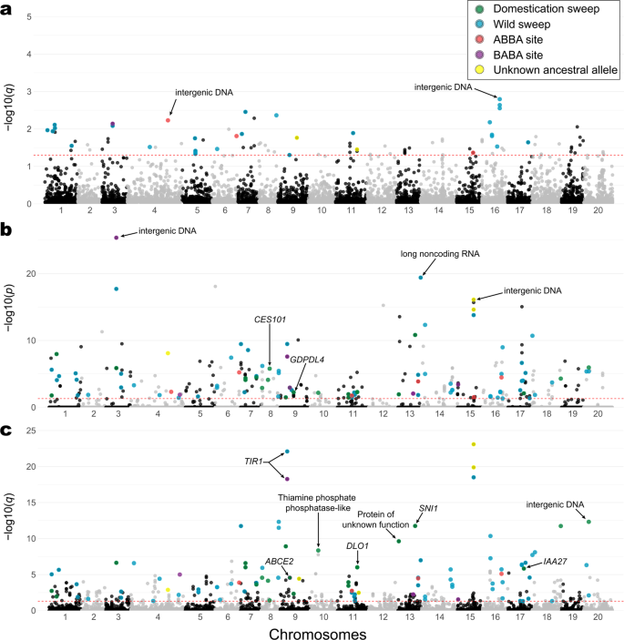 Fig. 5: Putative footprints of selection associated with the domestication of Cucurbita argyrosperma.