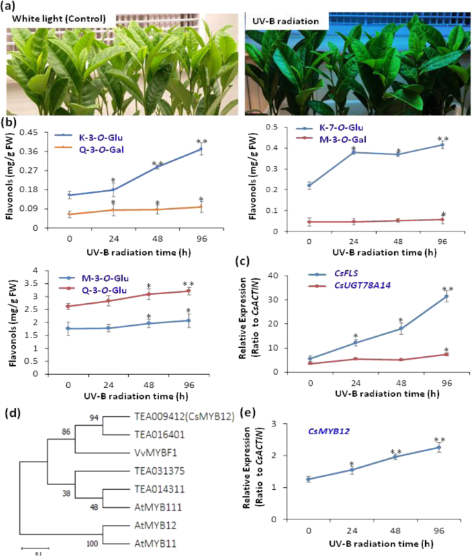 Fig. 1: Effects ofg on flavonol biosynthesis and gene expression in tea plant leaves.