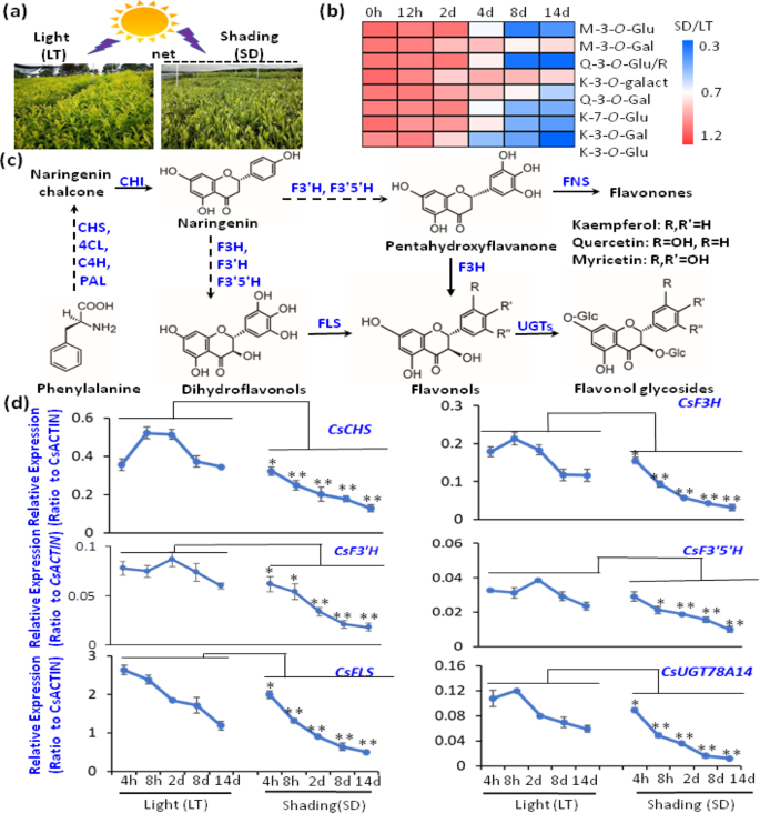 Fig. 2: Effects of shading treatment on flavonol biosynthesis and gene expression in tea plant leaves.