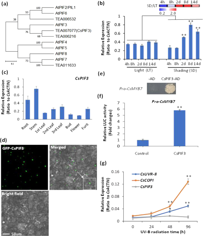 Fig. 6: CsPIF3 activated CsMYB7, through which CsPIF3 repressed flavonol synthesis.