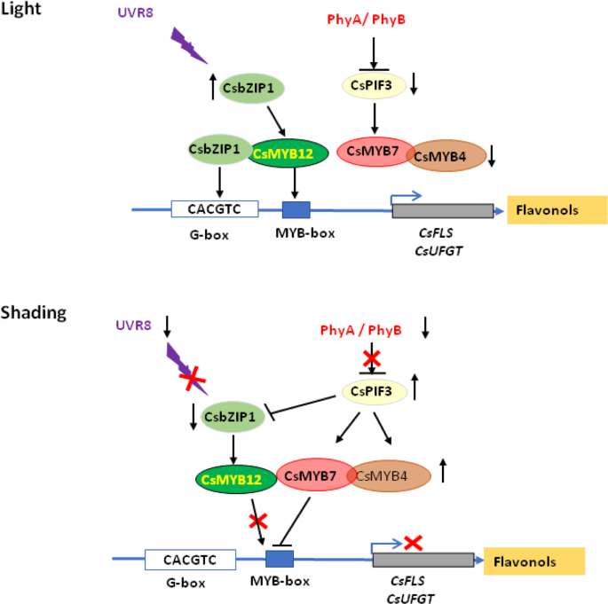 Fig. 8: A proposed model for light- and shading-mediated flavonol biosynthesis in tea plants.