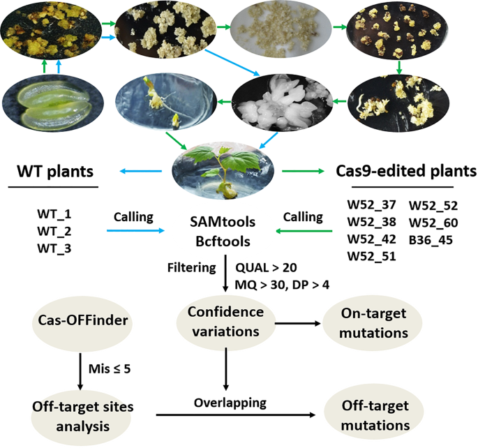 Fig. 1: Schematic diagram of on-target and off-target analysis by whole-genome sequencing.