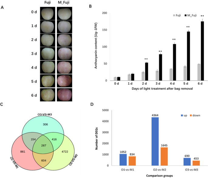 Fig. 1: Differentially expressed genes (DEGs) between the Fuji apple and the mutant.