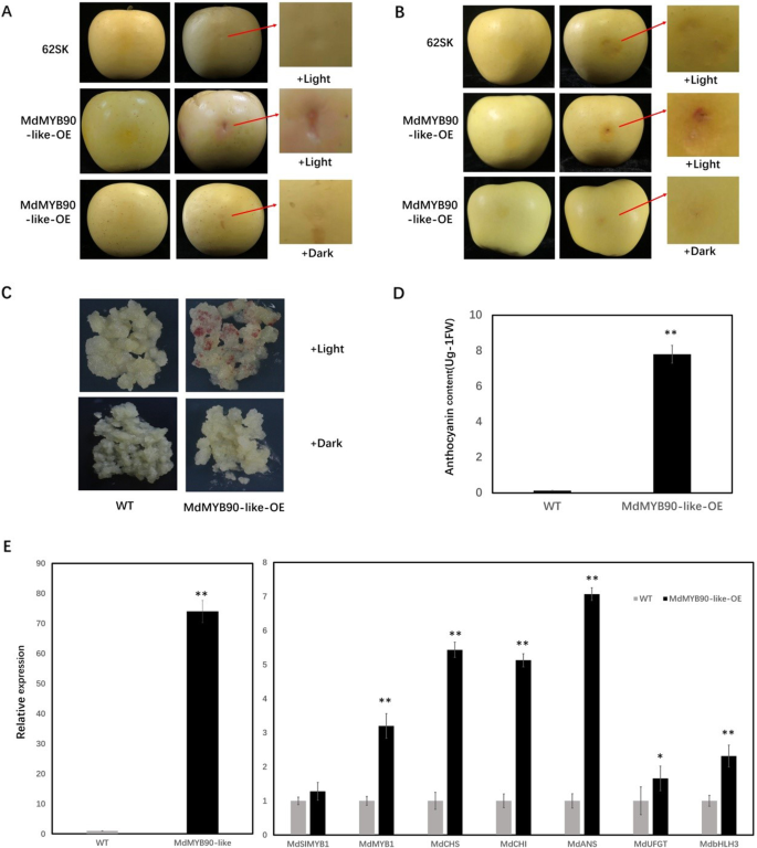 Fig. 3: Anthocyanin biosynthesis and gene expression in apple transgenic lines.