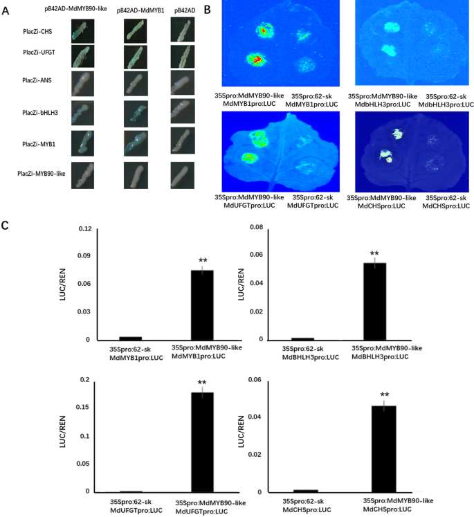 Fig. 4: Transcriptional activity of MdMYB90-like.