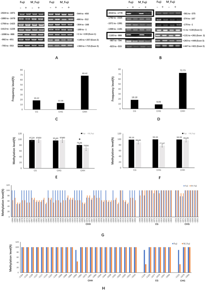 Fig. 5: DNA methylation analysis by McrBC-PCR and bisulfite sequencing.