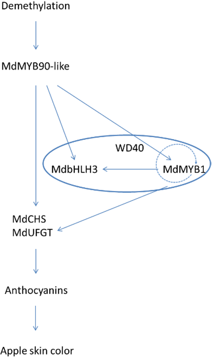 Fig. 6: Regulatory network of anthocyanin biosynthesis in the Fuji apple mutant.