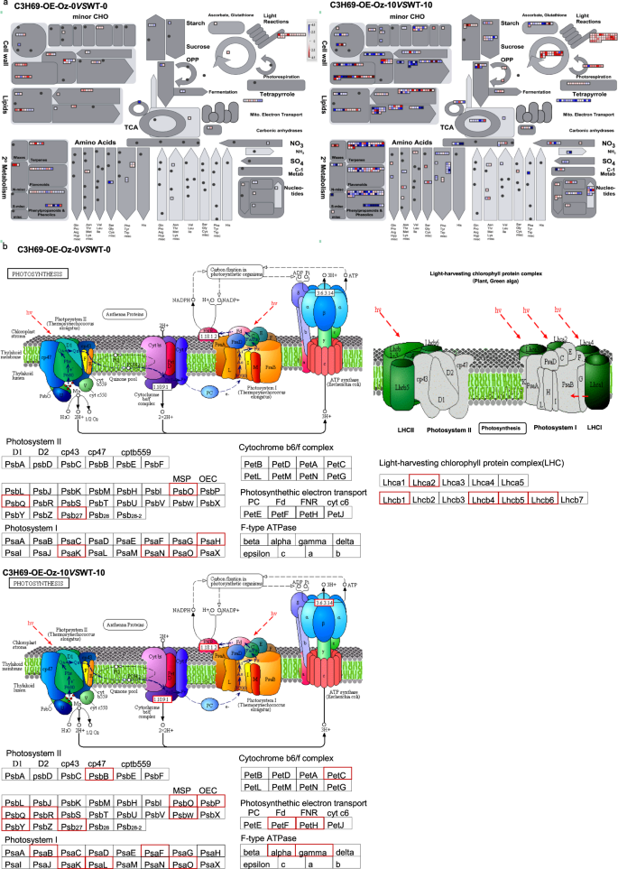 Ccch Protein Pvccch69 Acted As A Repressor For Leaf Senescence Through Suppressing Aba Signaling Pathway Horticulture Research