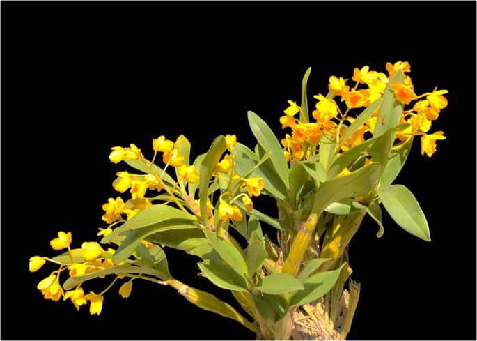 Fig. 1: A flowering D. chrysotoxum plant.