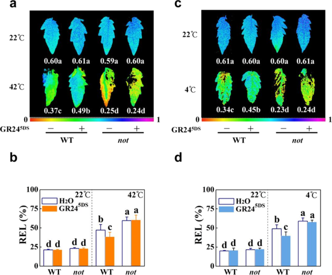 Fig. 6: Effects of GR245DS on heat and cold tolerance in wild-type (WT; Ailsa Craig) and ABA-deficient mutant not plants.