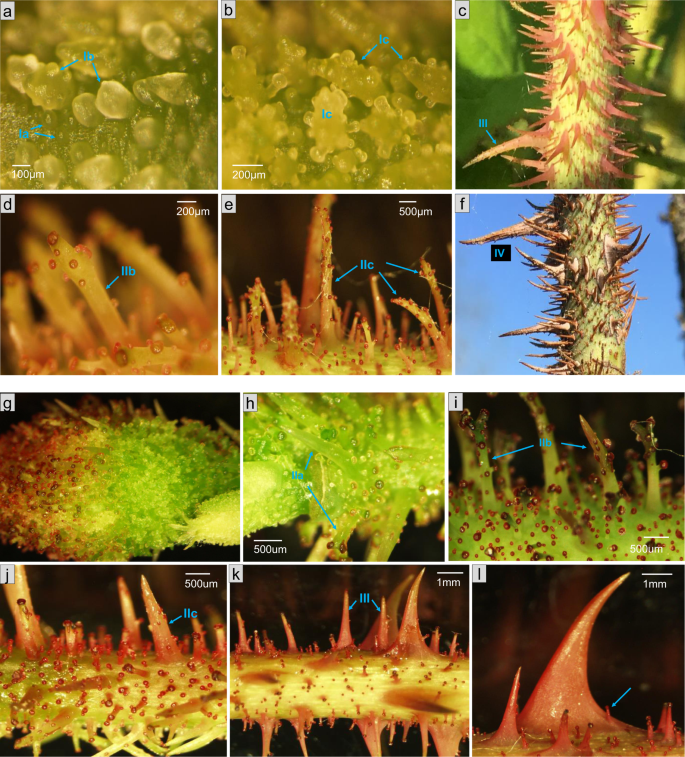 Gymnosperm glandular trichomes: expanded dimensions of the conifer  terpenoid defense system