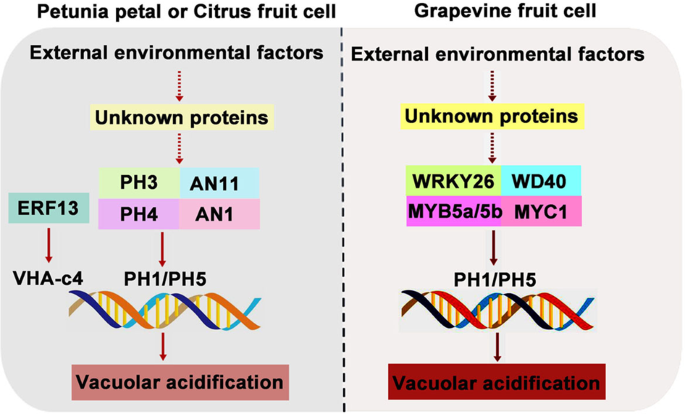 Mechanisms And Regulation Of Organic Acid Accumulation In Plant Vacuoles Horticulture Research Mechanisms And Regulation Of Organic Acid Accumulation In Plant Vacuoles Horticulture Research