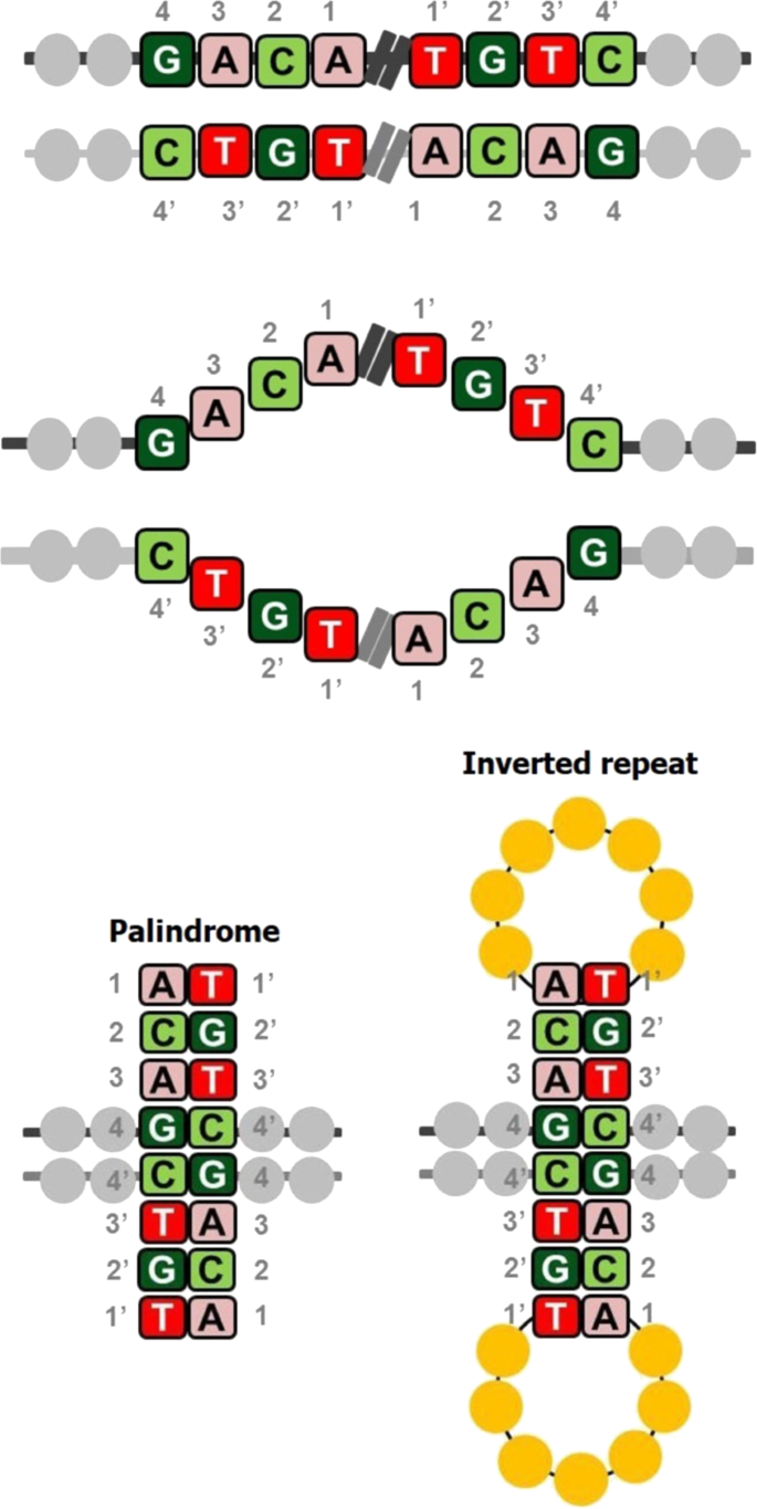 A reference catalog of DNA palindromes in the human genome and their  variations in 1000 Genomes | Human Genome Variation