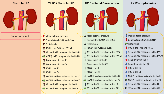 Mechanisms Underlying The Effects Of Renal Denervation In Renovascular Hypertension Hypertension Research