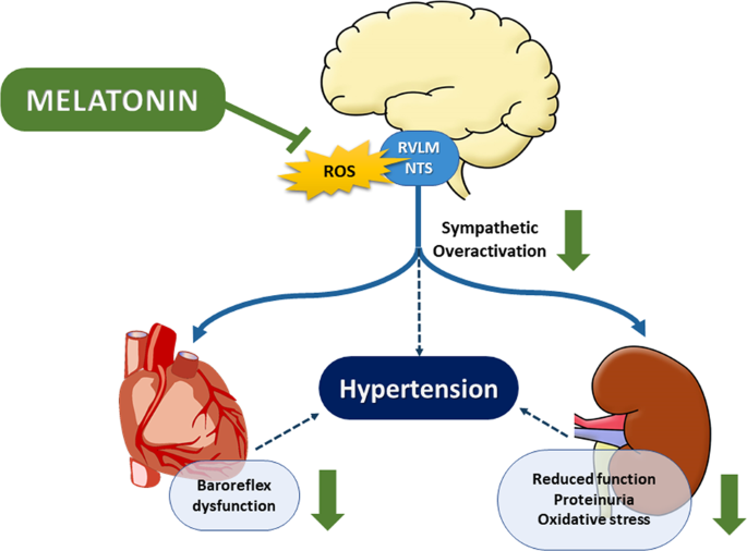 Melatonin attenuates renal sympathetic overactivity and reactive oxygen  species in the brain in neurogenic hypertension | Hypertension Research