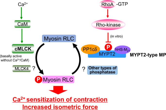 Regulation of myosin light-chain phosphorylation and its roles in cardiovascular and pathophysiology | Hypertension Research