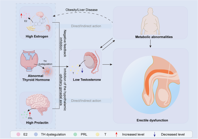 Endocrine-metabolic crosstalk in erectile dysfunction: mechanistic insights and therapeutic implications