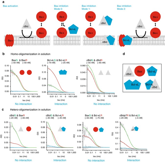Quantitative Interactome Of A Membrane l 2 Network Identifies A Hierarchy Of Complexes For Apoptosis Regulation Nature Communications