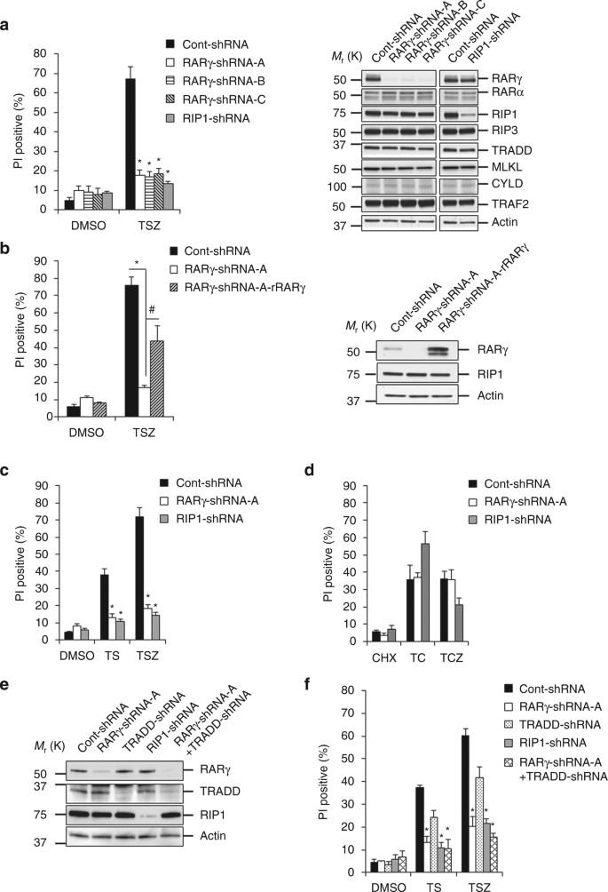 The Cytoplasmic Nuclear Receptor Rarg Controls Rip1 Initiated Cell Death When Ciap Activity Is Inhibited Nature Communications The Cytoplasmic Nuclear Receptor Rarg Controls Rip1 Initiated Cell Death When Ciap Activity Is Inhibited Nature Communications